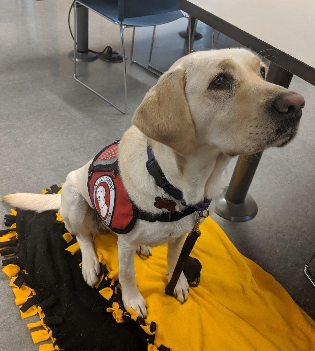 Tory, service dog for Annika Hansen ’21        Photo by Jacob Maranda
