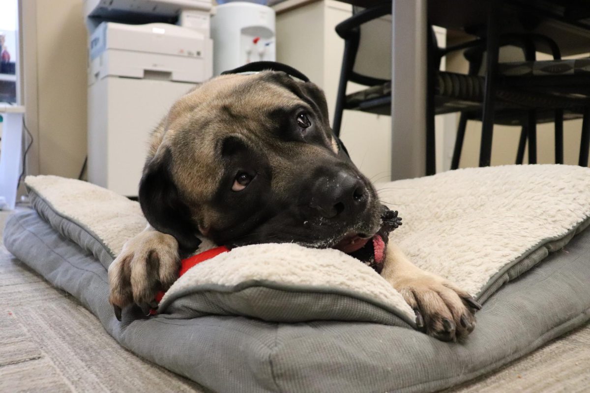 St. Olaf welcomes first care and comfort dog, Bertha