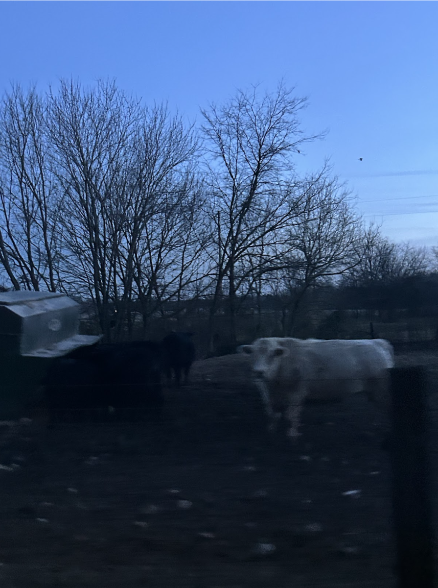 OliviaAmschler_1